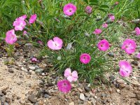 Dianthus sylvestris