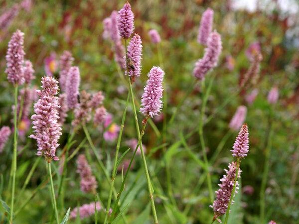 Bistorta officinalis