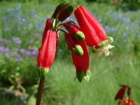 Dichelostemma ida-maja (10 Stk.)