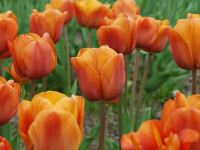 Tulipa Cairo (5 Stk.)