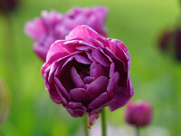 Tulipa Blue Diamond (5 Stk.)