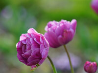 Tulipa Blue Diamond (5 Stk.)