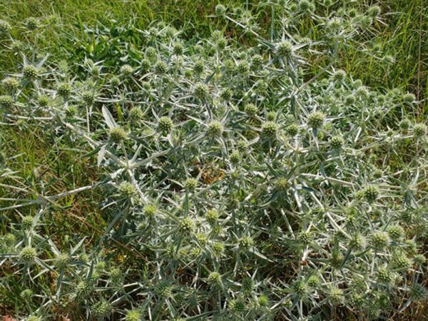 Eryngium campestre