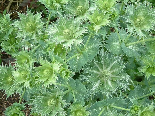 Eryngium maritimum