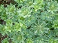Eryngium maritimum