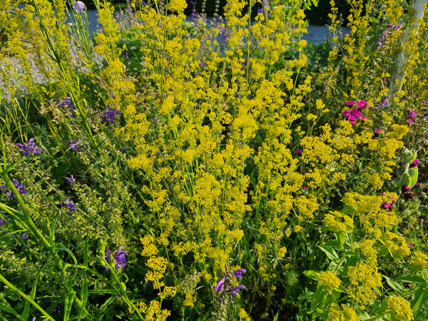Galium verum