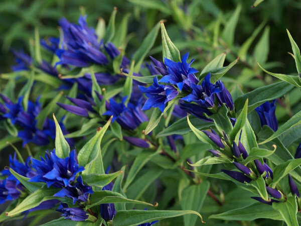 Gentiana asclepiadeae