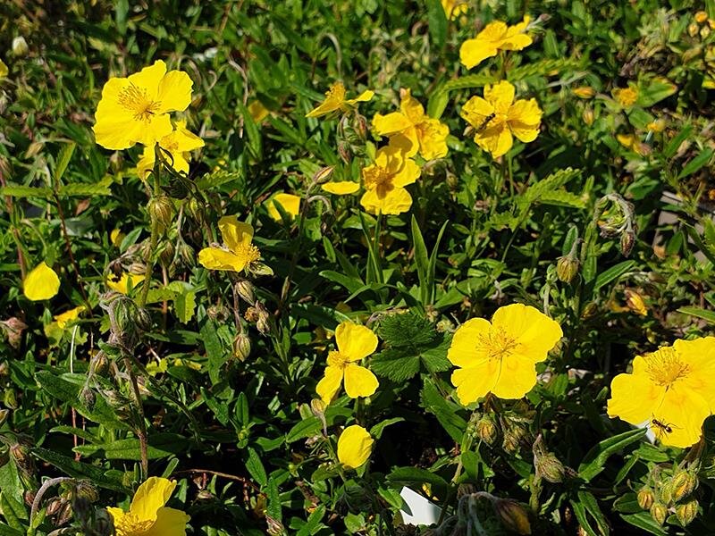 Helianthemum nummularium