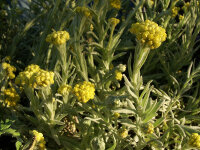 Helichrysum arenarium