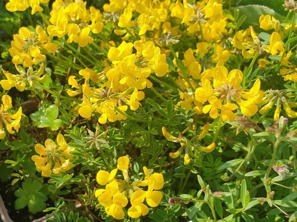 Hippocrepis comosa