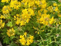 Hippocrepis comosa