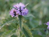 Caryopteris incana