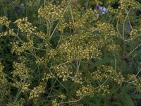 Patrinia monandra (punctiflora)