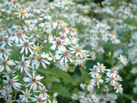 Aster (Eurybia) divaricatus Eastern Star