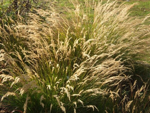 Stipa (Achnatherum) calamagrostis Slg.