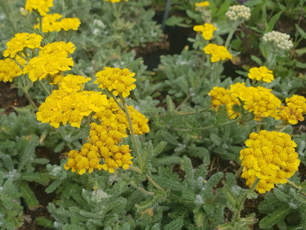 Achillea chrysocoma Grandiflora