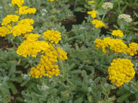 Achillea chrysocoma Grandiflora