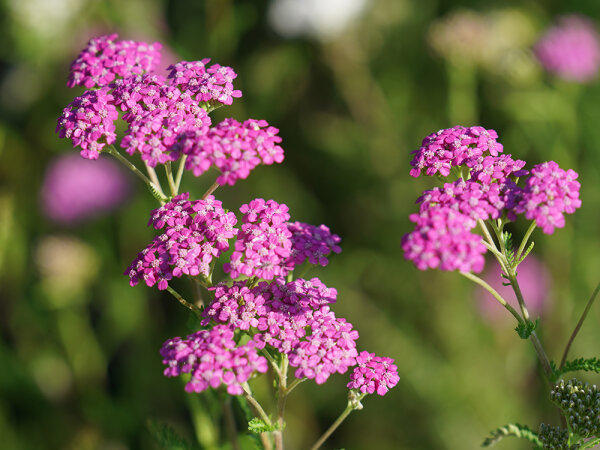 Achillea millefolium Lilac Beauty