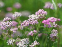 Achillea millefolium Lilac Beauty