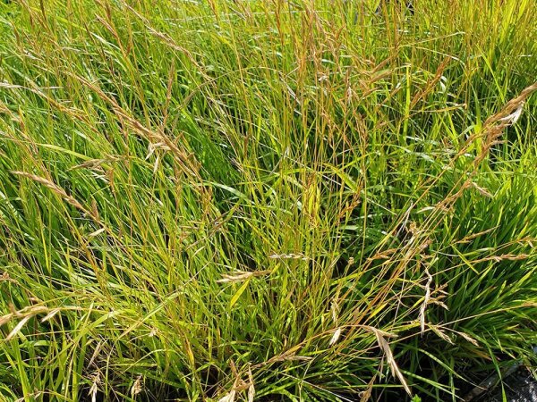 Brachypodium pinnatum