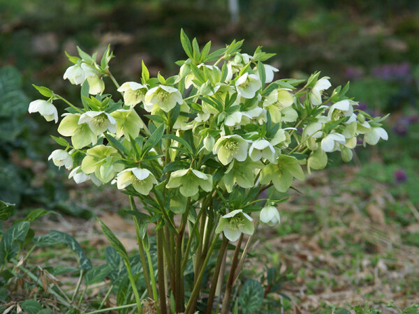 Helleborus Orientalis-Hybride White Lady