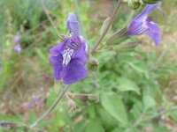 Salvia candelabrum
