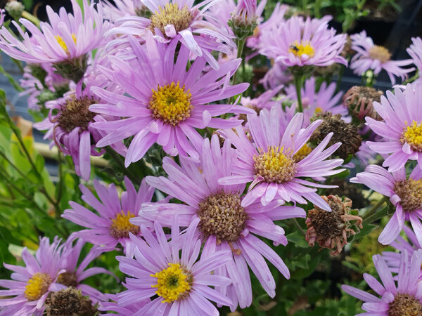 Aster amellus Rosa Erfüllung