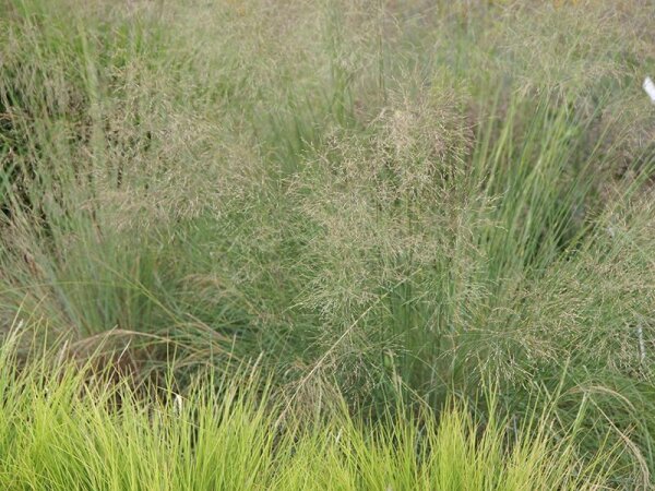 Eragrostis elliottii Wind Dancer