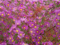 Aster (Symphyotrichum) ericoides Dark Pink Star