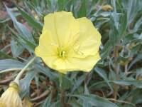 Oenothera macrocarpa ssp. incana Silver Blade®