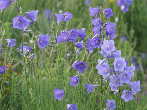 Campanula persicifolia (Wildform)