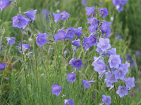 Campanula persicifolia (Wildform)