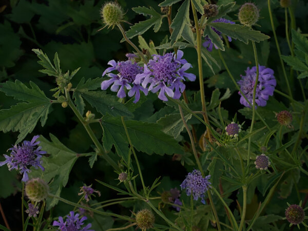 Scabiosa lachnophylla Blue Horizon