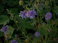 Scabiosa lachnophylla Blue Horizon