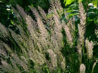 Calamagrostis varia