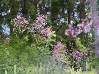 Thalictrum Anne