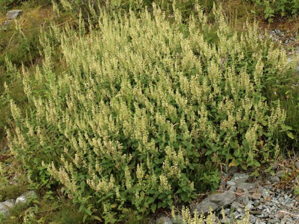 Teucrium scorodonia