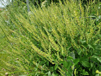 Teucrium scorodonia
