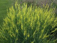 Linaria genistifolia ssp. dalmatica