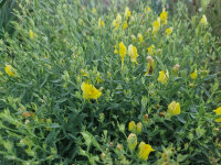 Linaria genistifolia ssp. dalmatica