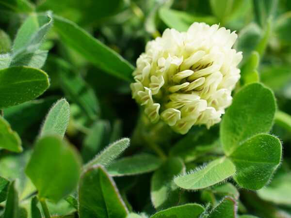 Trifolium trichocephalum