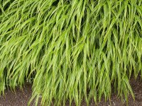 Hakonechloa macra Albostriata**