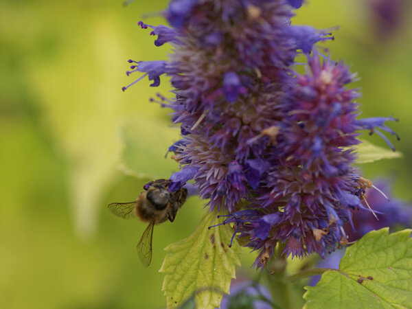 Agastache rugosa Golden Jubilee