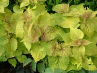 Agastache rugosa Golden Jubilee