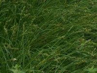 Carex divulsa Weinheim Light Green
