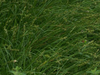 Carex divulsa