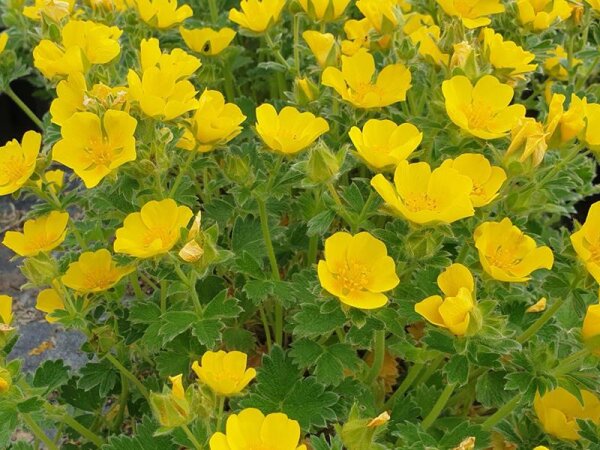 Potentilla megalantha (fragiformis)