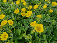 Potentilla megalantha (fragiformis)
