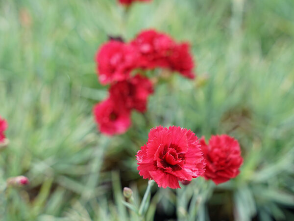 Dianthus  plumarius  Munot