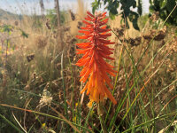 Kniphofia galpinii P1